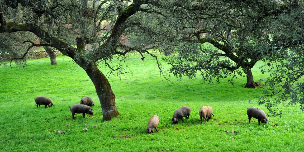 Hoe is het weiland waar het Iberische varken leeft?