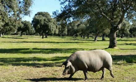 Mythes en legendes. Iberico ham van vrouwelijk varken is beter dan die van mannelijk varken