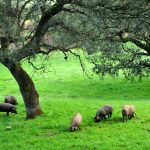 Hoe is het weiland waar het Iberische varken leeft?