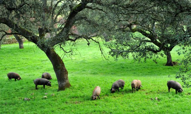 Waar worden Iberische varkens gehouden?