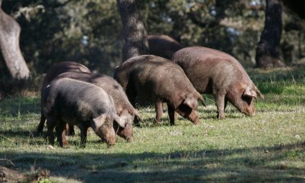 De oorsprongsbenamingen van Iberische ham