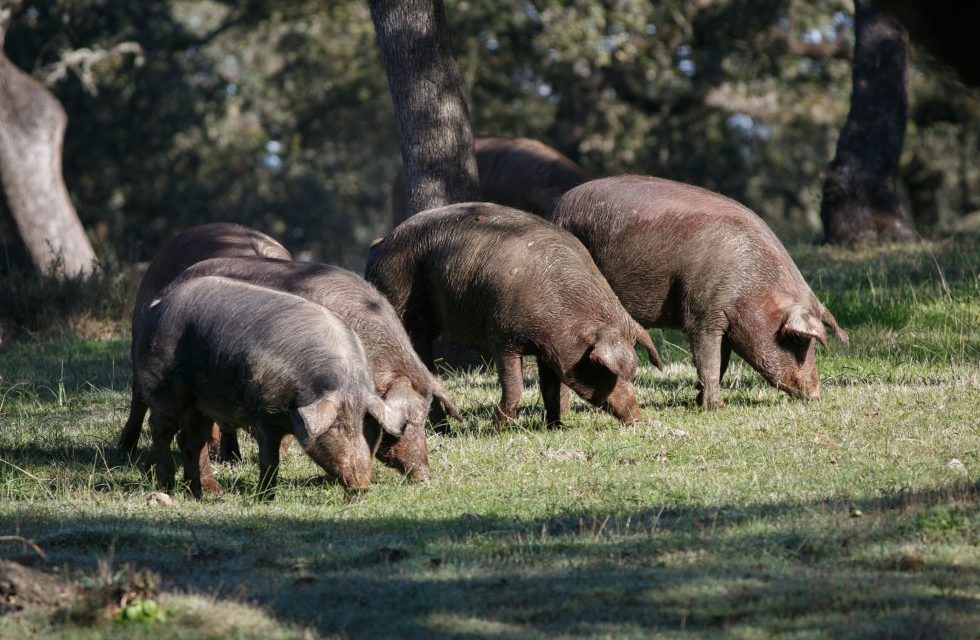 De oorsprongsbenamingen van Iberische ham